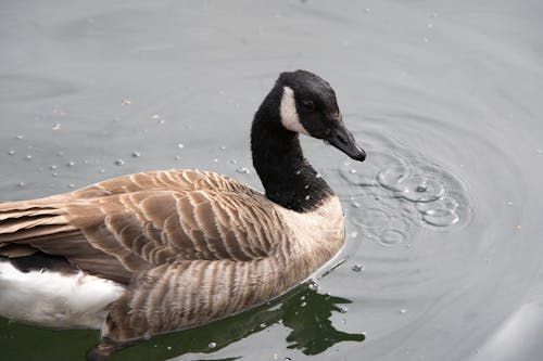 Goose