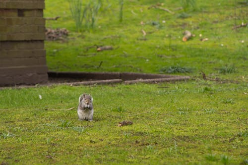 A Squirrel on the Grass 