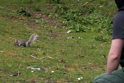 Squirrel and person