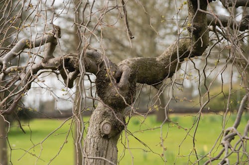 Free Tree nest Stock Photo