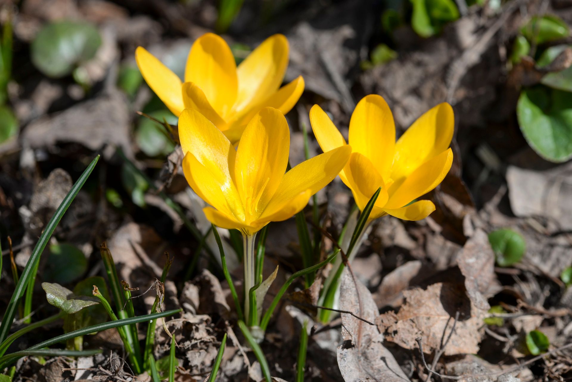 Close-up of bright yellow crocus flowers blooming amidst fallen leaves, capturing the essence of spring.