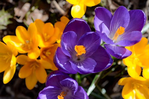 Close Up Photo of Purple and Yellow Flowers