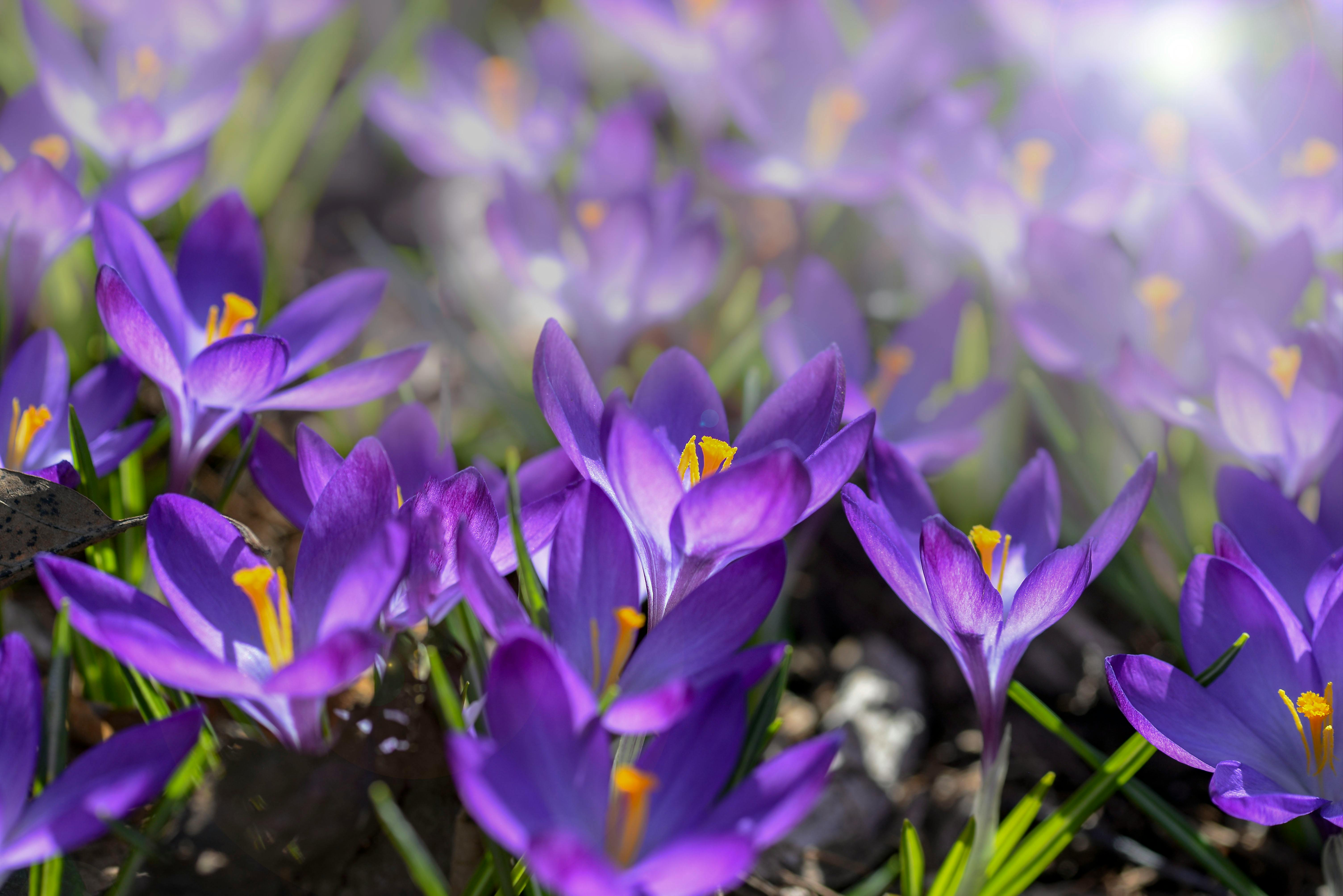 Purple Crocus Flowers in Bloom · Free Stock Photo