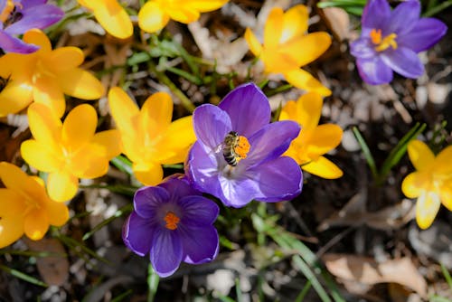 Ücretsiz bitki örtüsü, Çiçek açmak, çiçek fotoğrafçılığı içeren Ücretsiz stok fotoğraf Stok Fotoğraflar