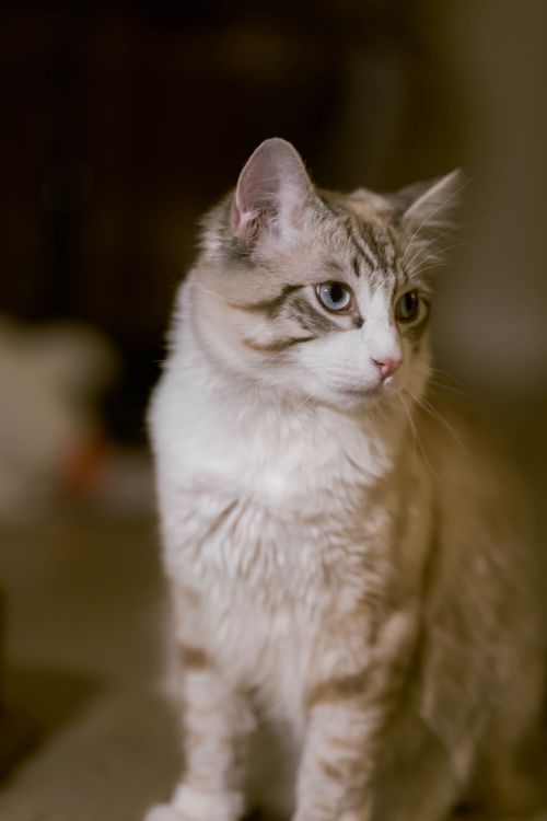 Free Close-up of a majestic white cat with blue eyes and soft fur, captured indoors in soft lighting. Stock Photo