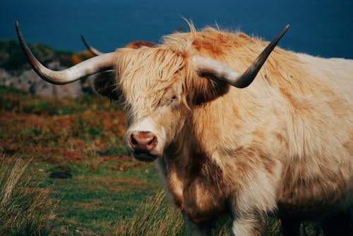 Gratis arkivbilde med buskap, dyr, highland cattle