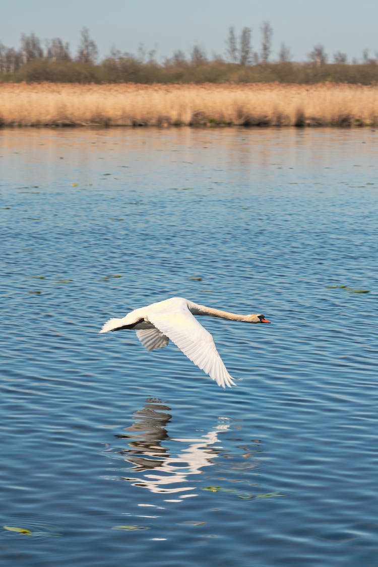 Close-up Of A Bird Flying Over Water