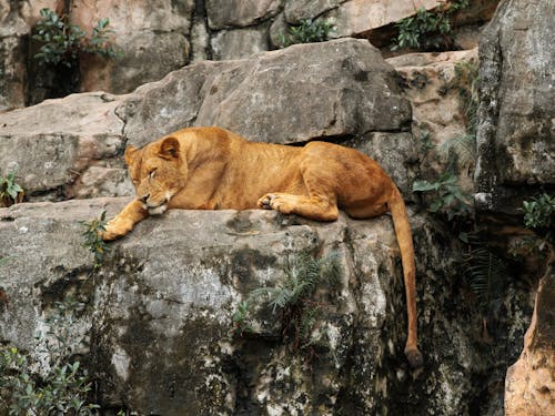 Immagine gratuita di animale, cacciatore, carnivoro