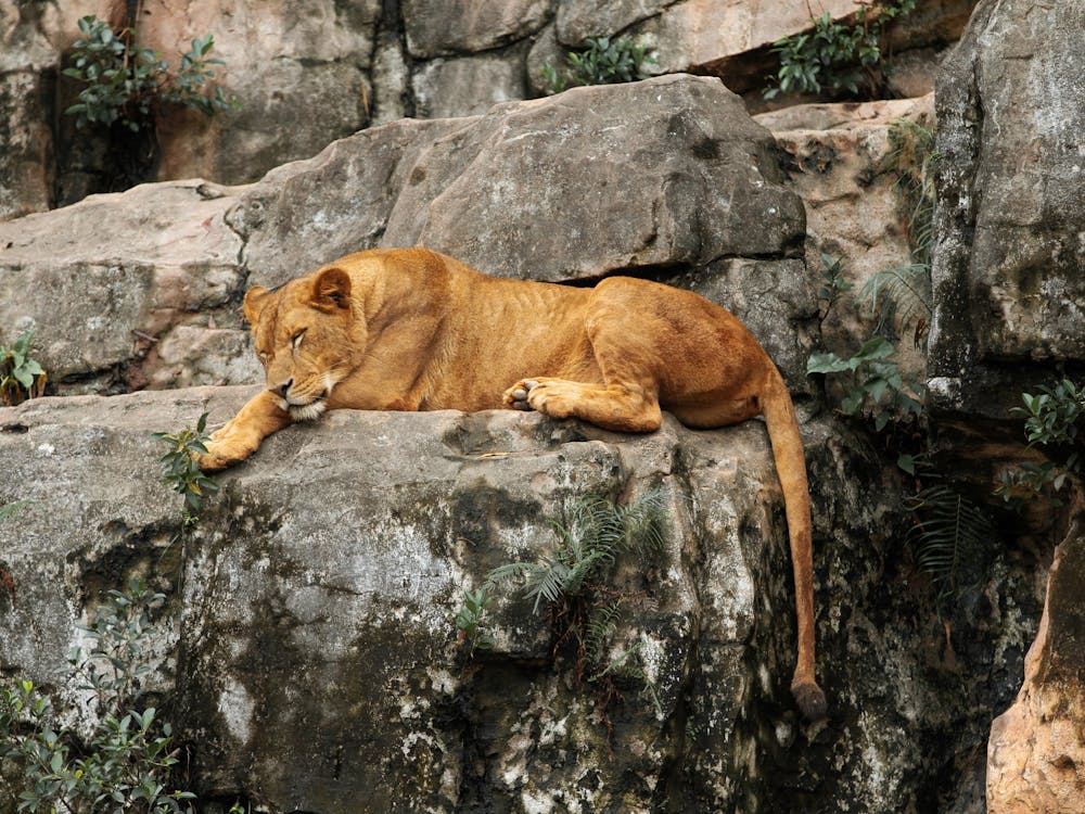 Brown Lion Lying on Gray Rock