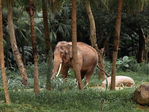 Elephant Walking through Palm Trees