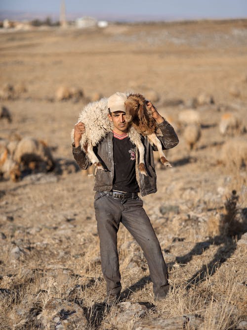 Man on a Pasture Holding a Sheep Over His Shoulders 