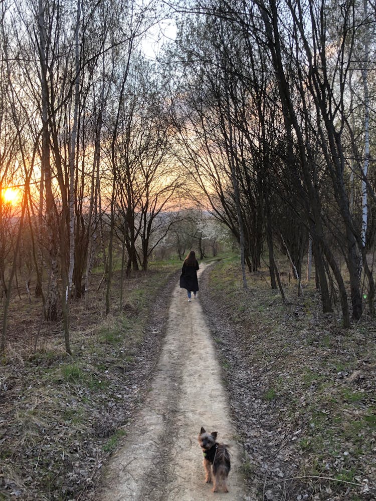 Woman And A Dog Walking In Unpaved Pathway In The Forest