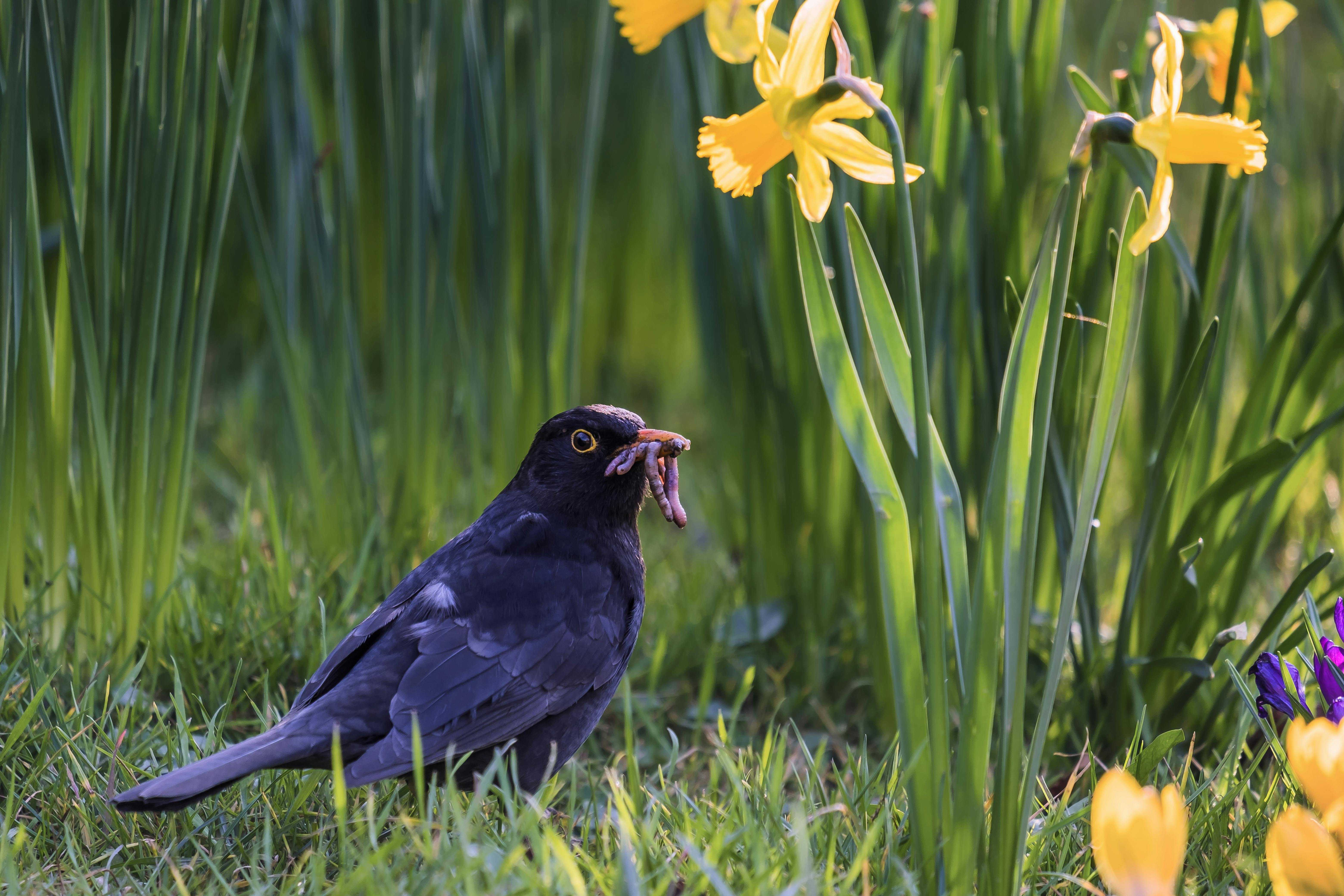 Black Bird Eating Worms