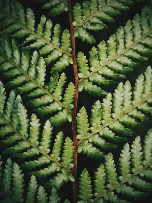 Green Fern Plant in Close Up Photography