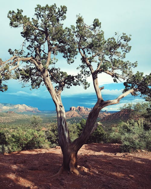 Brown Tree with Green Leaves in the Mountain