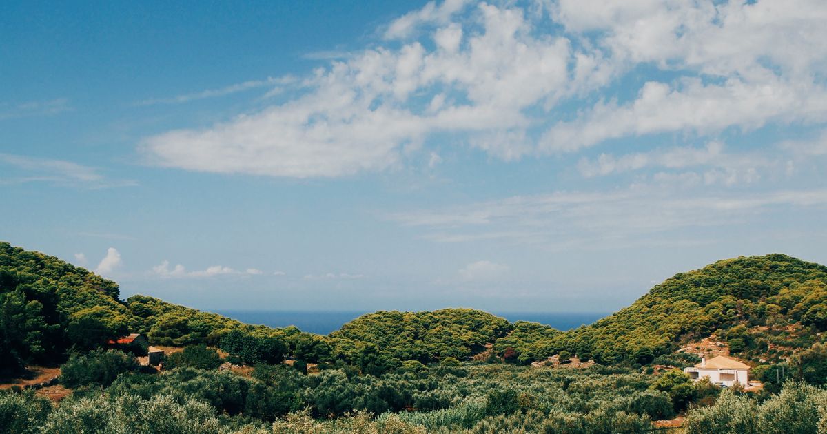 An olive grove on a Mediterranean hillside slopes down toward the sea under a clear blue sky.