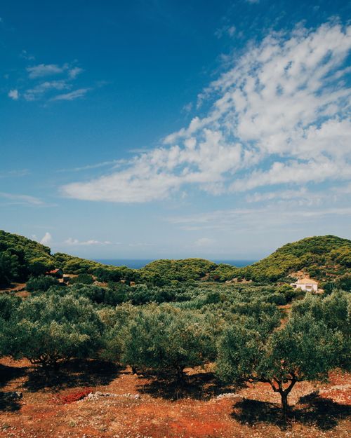 Free Beautiful olive grove landscape under clear blue sky, perfect for summer themes. Stock Photo