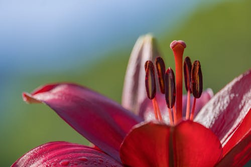 бесплатная Бесплатное стоковое фото с красный цветок, крупный план, лилия Стоковое фото