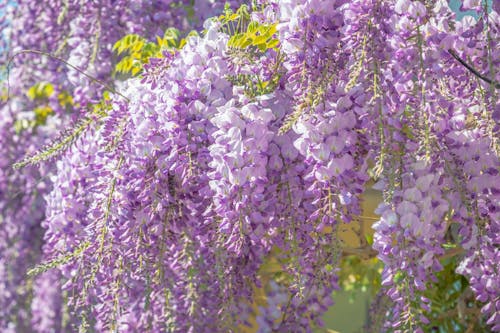무료 꽃 사진, 등나무, 보라색 꽃의 무료 스톡 사진