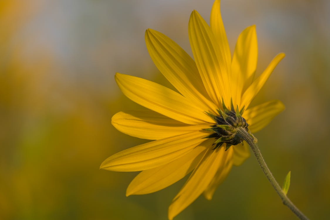 Close-Up Shot of a Yellow Flower