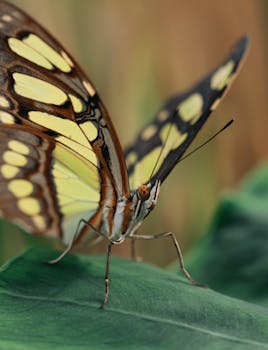 Macro shot of a butterfly perched on a green leaf, showcasing intricate wing patterns.