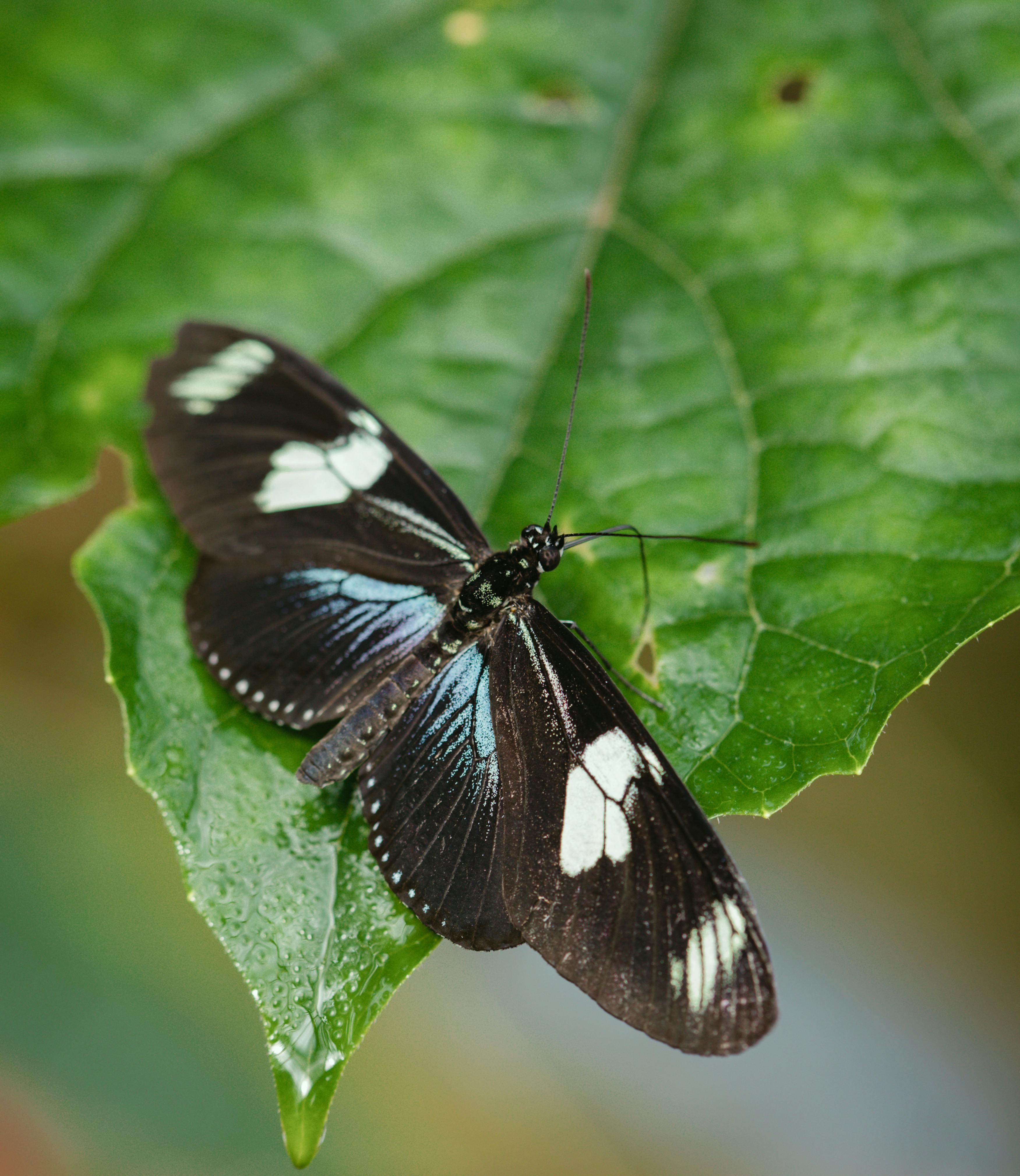 Black Butterfly