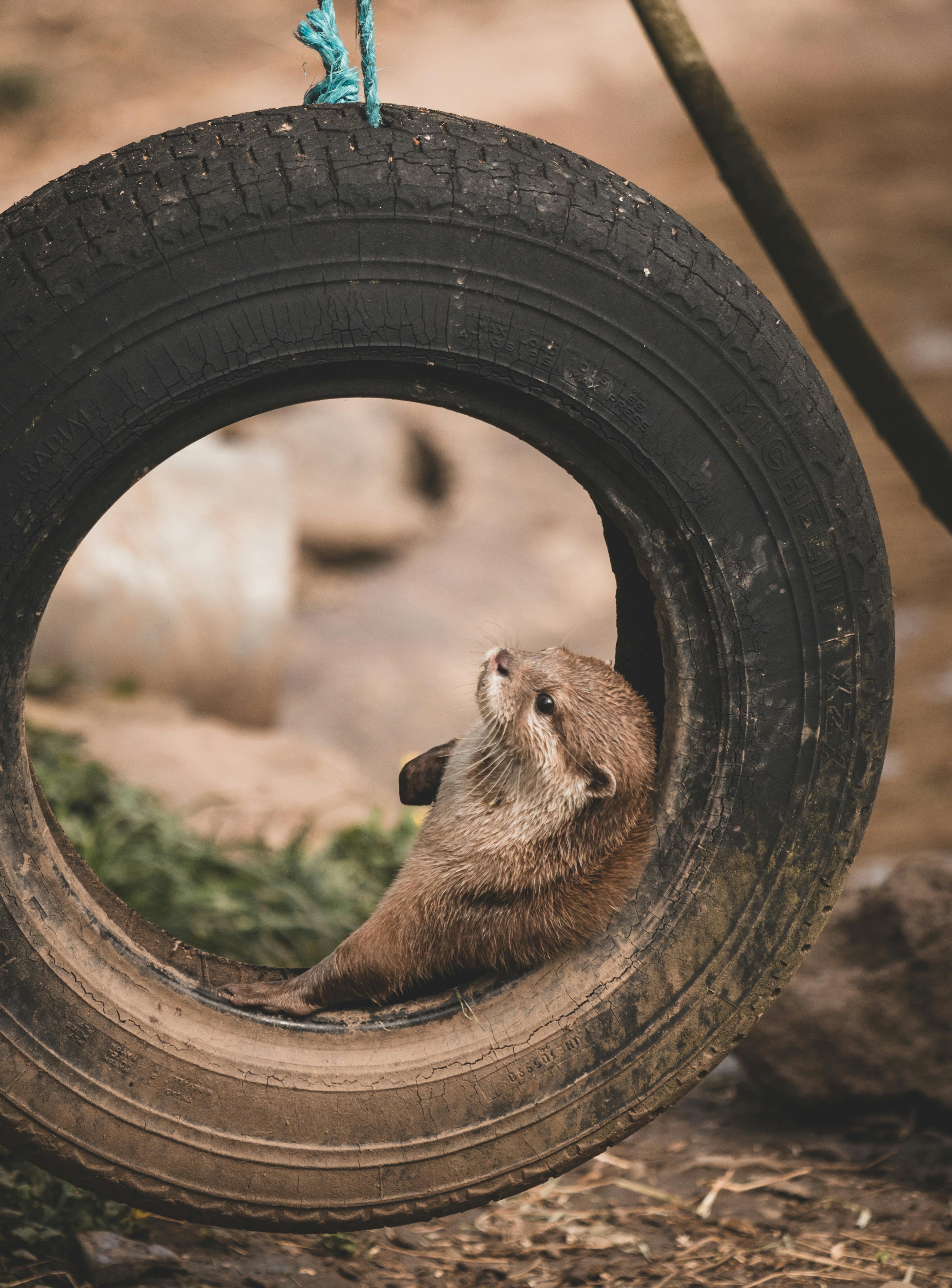 Pequeña nutria en un dir sucio.