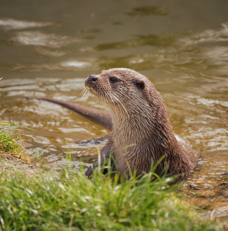 Otter On A Riverbank