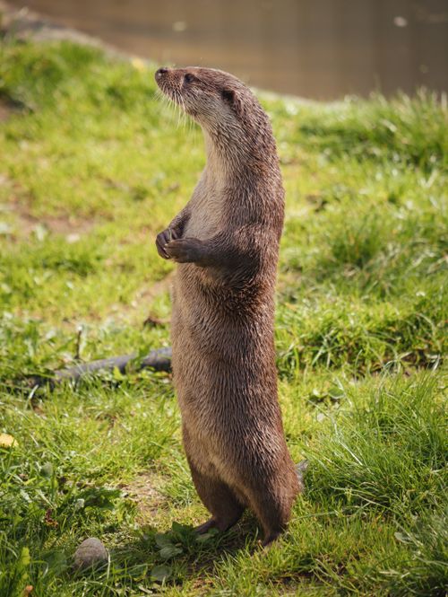 Free A curious otter stands upright on a grassy area near the water, showing natural habitat. Stock Photo