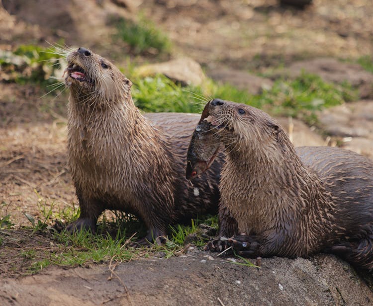 North River Otters Eating Fish