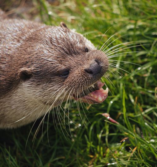 Free Close-up photo of an otter with whiskers exposed, playing in lush green grass. Stock Photo