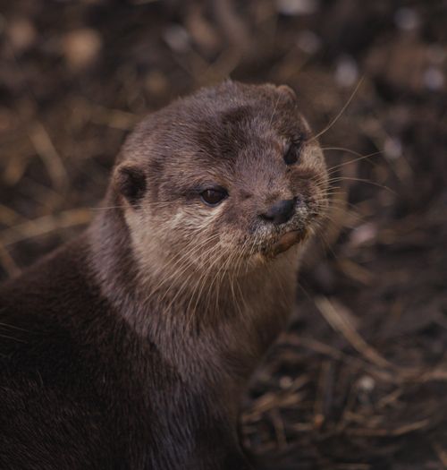Free Close-up portrait of a curious otter in its natural habitat with detailed whiskers visible. Stock Photo