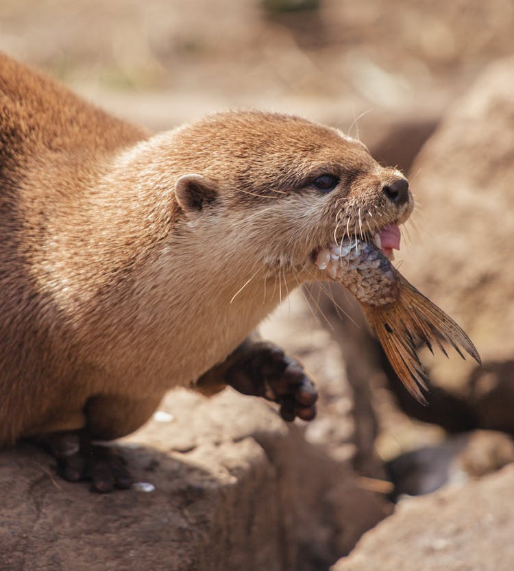 Brown Seal Eating A Fish