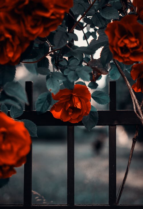 선택적 초점 Photogrpahy 빨간 장미 꽃