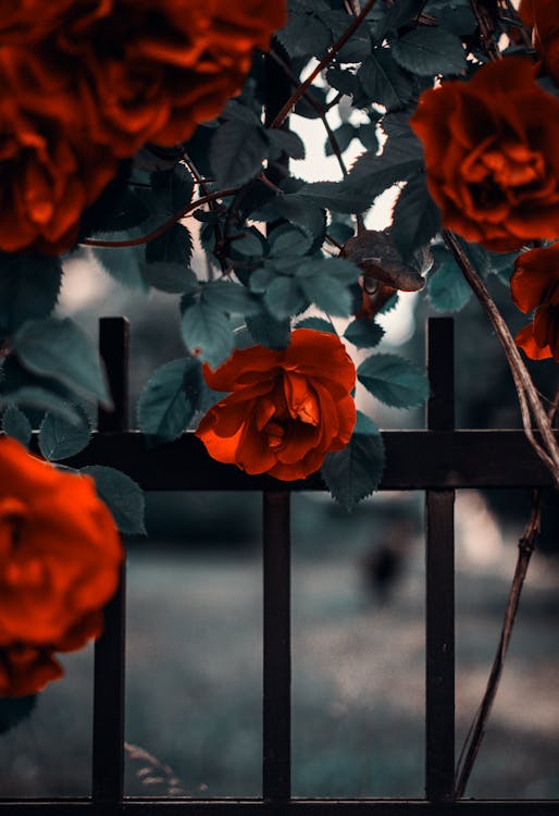 Gratis Fokus Selektif Photogrpahy Bunga Mawar Merah Foto Stok