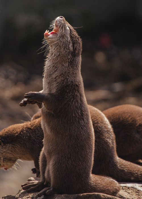 Free A curious North American river otter standing upright with its mouth open in a natural setting. Stock Photo