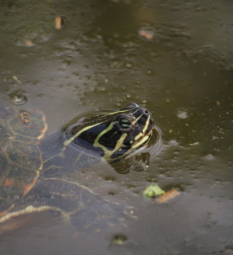 River Cooter Submerged In Water