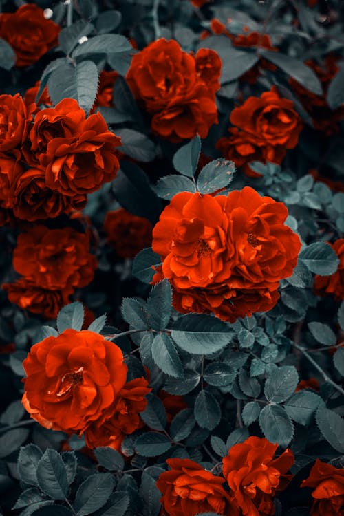 Free Red Roses Stock Photo