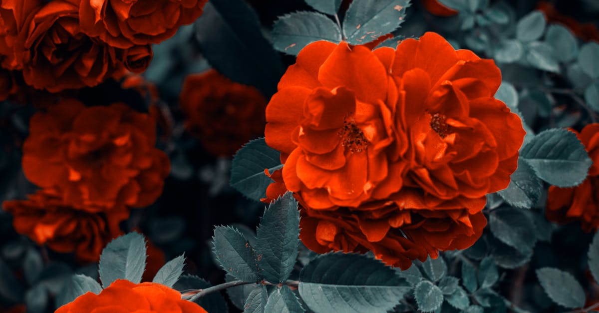How to press flowers and keep their color