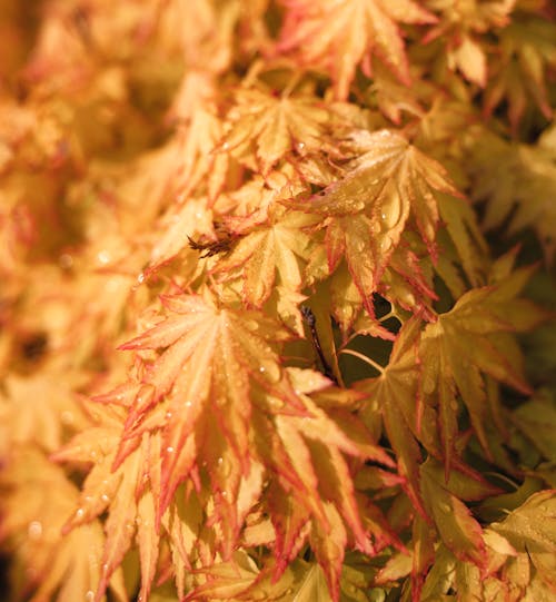 Free Japanese Maple Leaves with Water Droplets in Close Up Photography Stock Photo