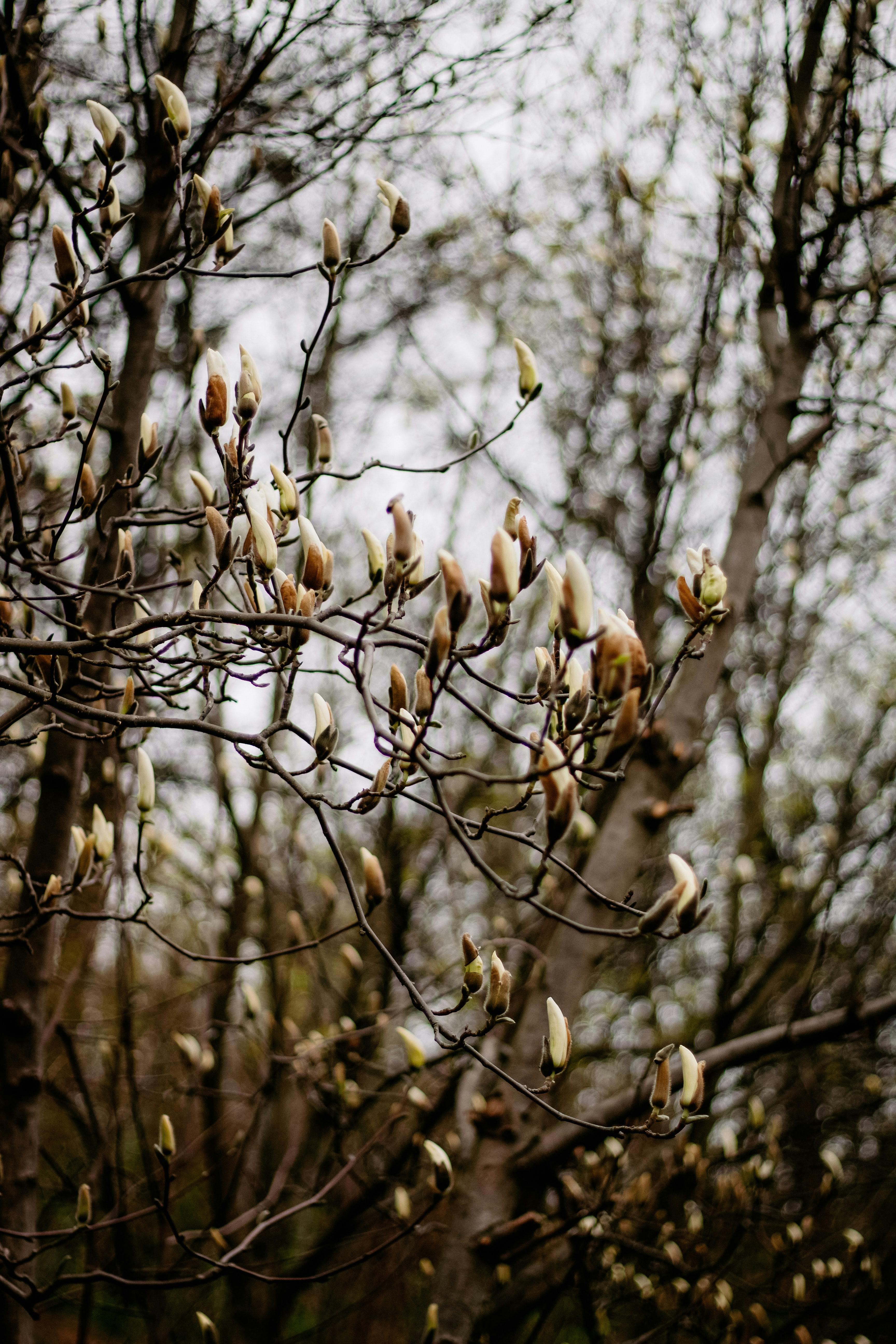 Close-up of magnolia buds on branches in early spring in a forest setting, Kyiv.