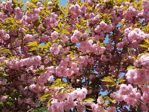 Gratis arkivbilde med blomst, blomster, grønn