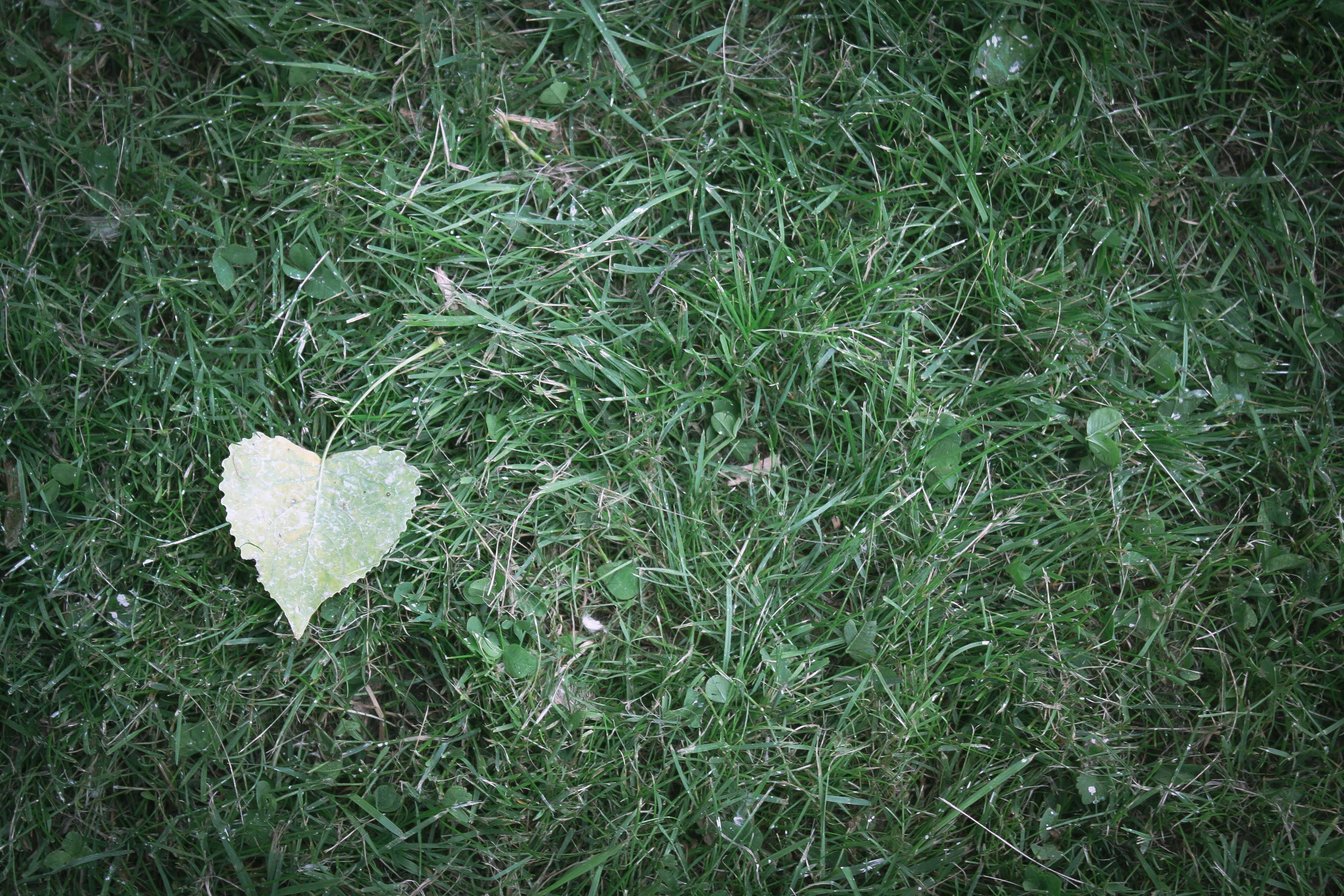 Người đàn ông đang tìm vé máy bay trên máy tính