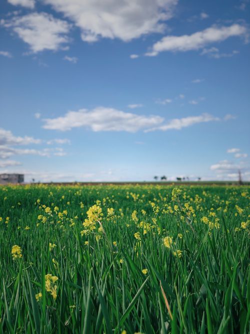 Free Vibrant green field with yellow blossoms under a clear sky in Adıyaman, Turkey, showcasing nature's beauty. Stock Photo