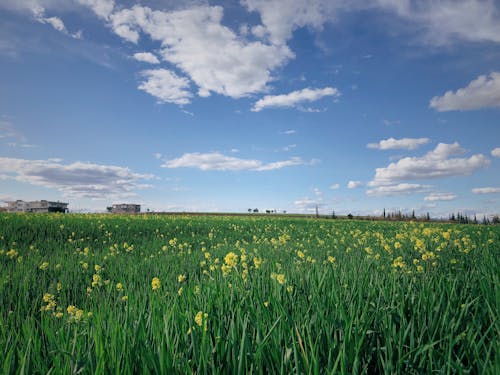 Gratis stockfoto met bewolkte lucht, gras, grasland