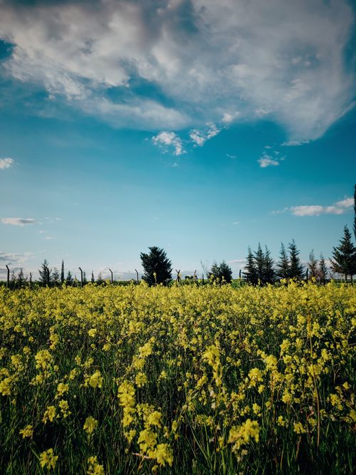 Free Lush yellow flower field beneath a clear blue sky in Adıyaman, Turkey, showcasing spring bloom. Stock Photo