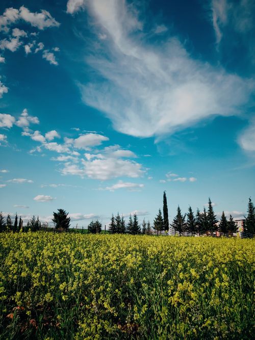 Free Sunny day in a meadow with blooming flowers and trees under a blue sky in Adıyaman. Stock Photo