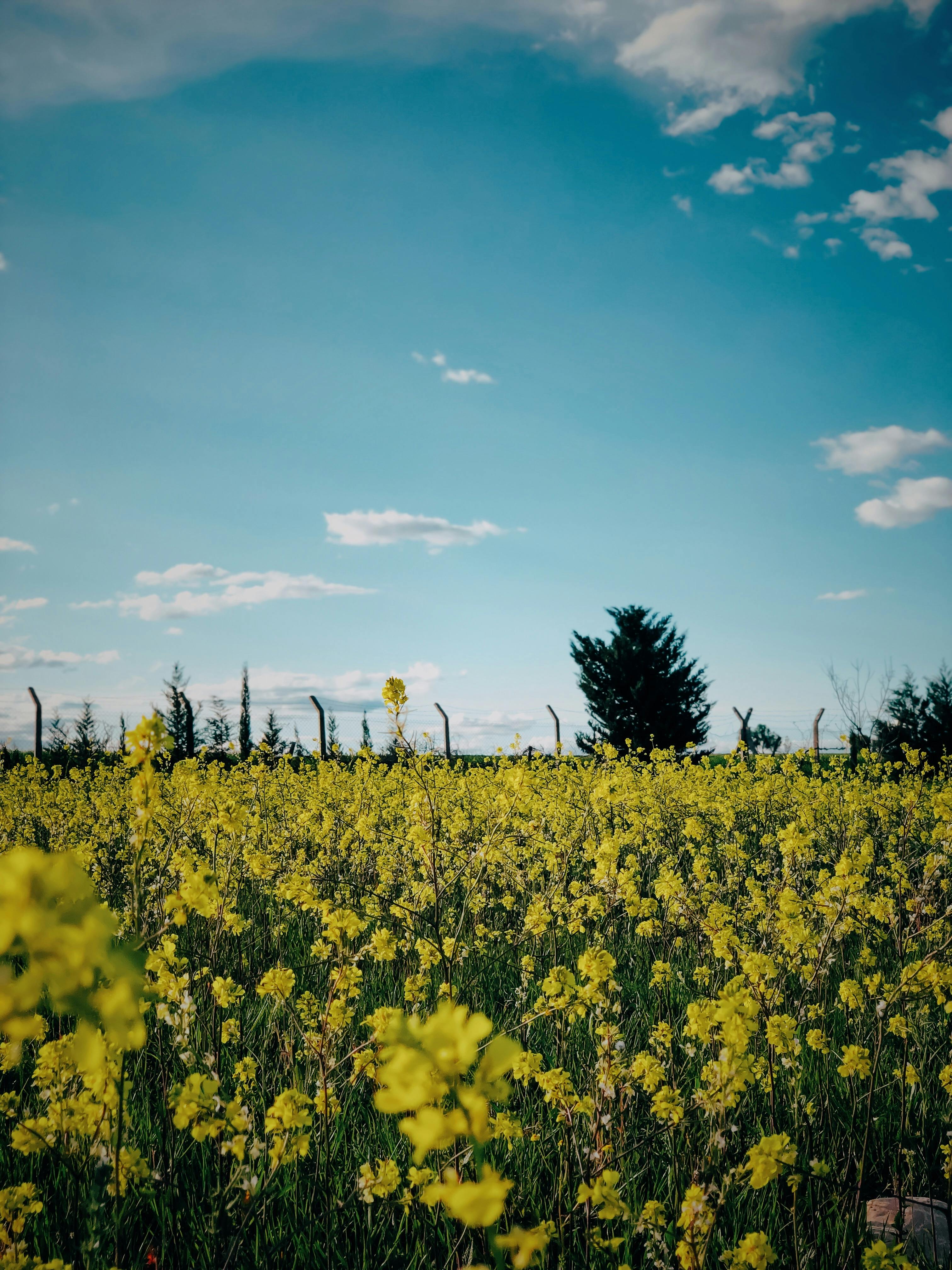 Yellow Flower Field near Green Trees under the Cloudy Blue Sky · Free