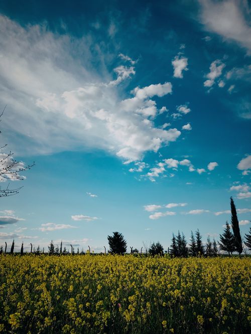 Free Vibrant rapeseed field in Adıyaman, Turkey under a bright blue sky with clouds. Stock Photo