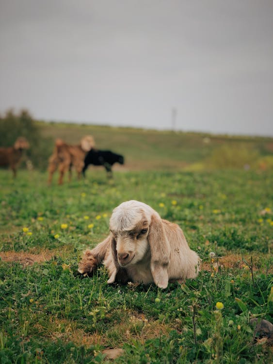 White Goat on Green Grass Field